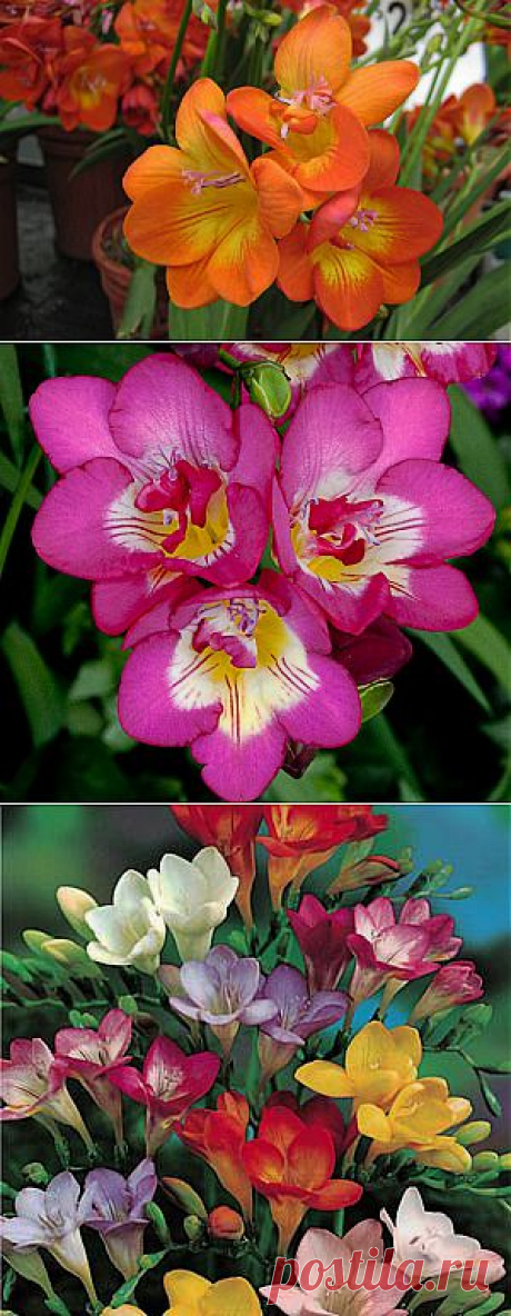 Фрезия. Freesia