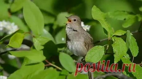 Как красиво поет соловей!!!