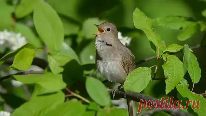 Как красиво поет соловей!!!