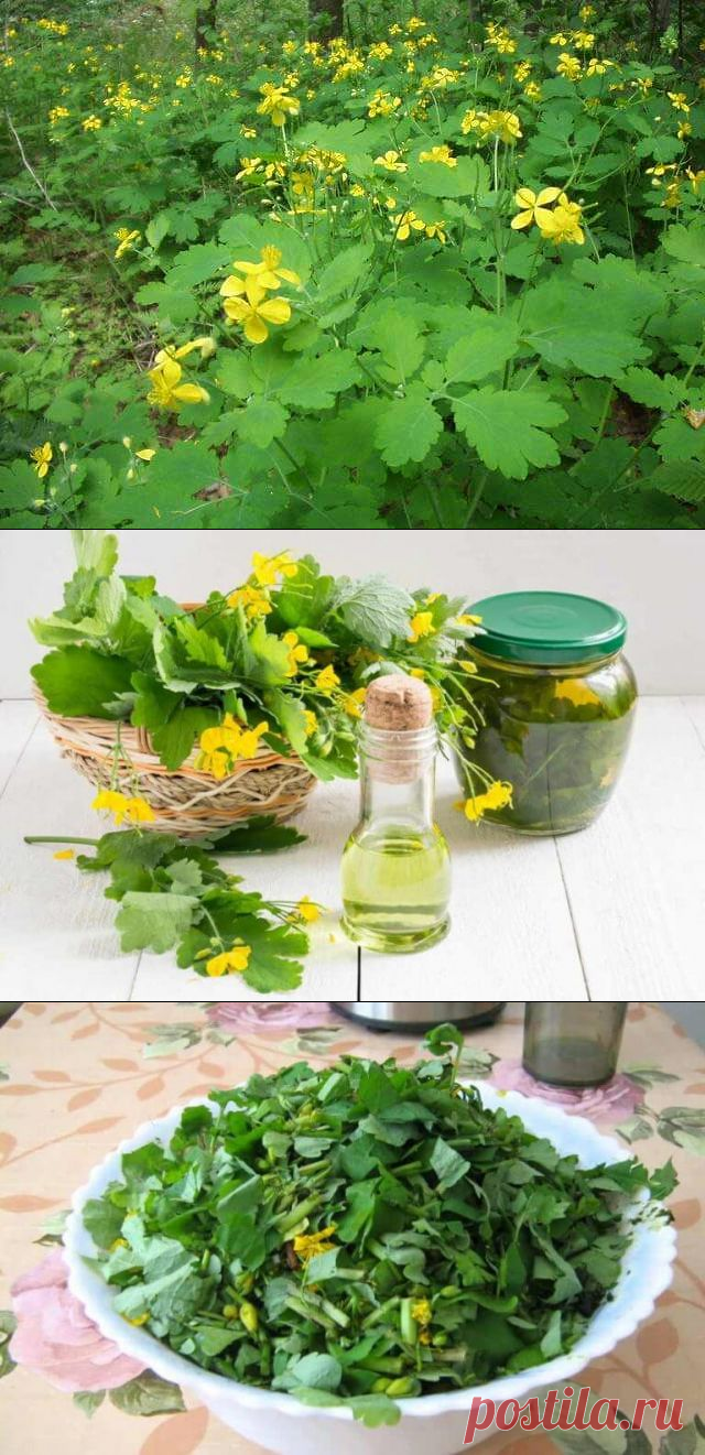 Мазь из чистотела лечит меланому (рак кожи), дерматит, псориаз, красную волчанку, туберкулез кожи — Бабушкины секреты