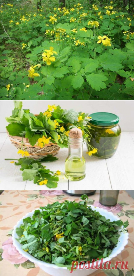 Мазь из чистотела лечит меланому (рак кожи), дерматит, псориаз, красную волчанку, туберкулез кожи — Бабушкины секреты