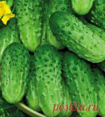 Огурец Черномор F1 (12 шт.) l Русские Семена - интернет-магазин.