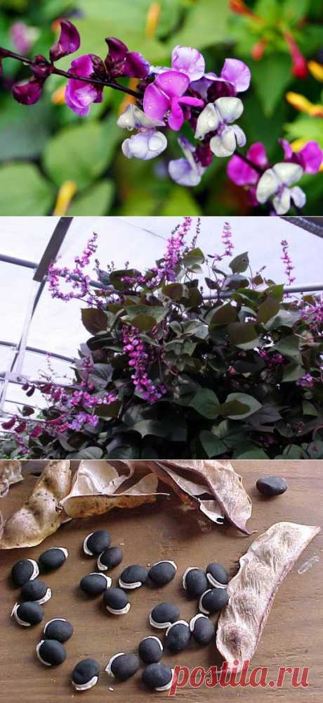 Эти чудные бобы увьют заборы и столбы | Дачный участок