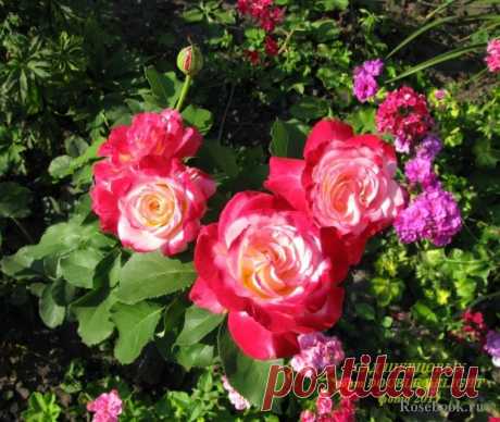 Галерея - Double Delight (ANDeli) :: Энциклопедия роз