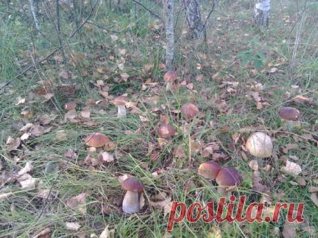 (38) Одноклассники