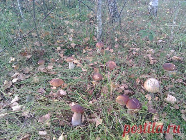 (38) Одноклассники