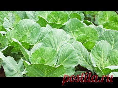 ЧЕТЫРЕ ВАЖНЫЕ ПОДКОРМКИ ПО УХОДУ ЗА КАПУСТОЙ! Как бороться с вредителями!
