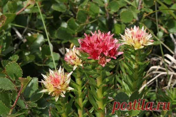 Применение красной щетки