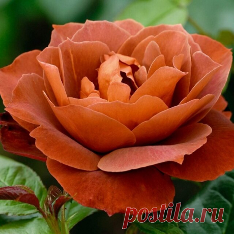 Характеристика розы Кофе Брейк | VseOlady.ru | Яндекс Дзен