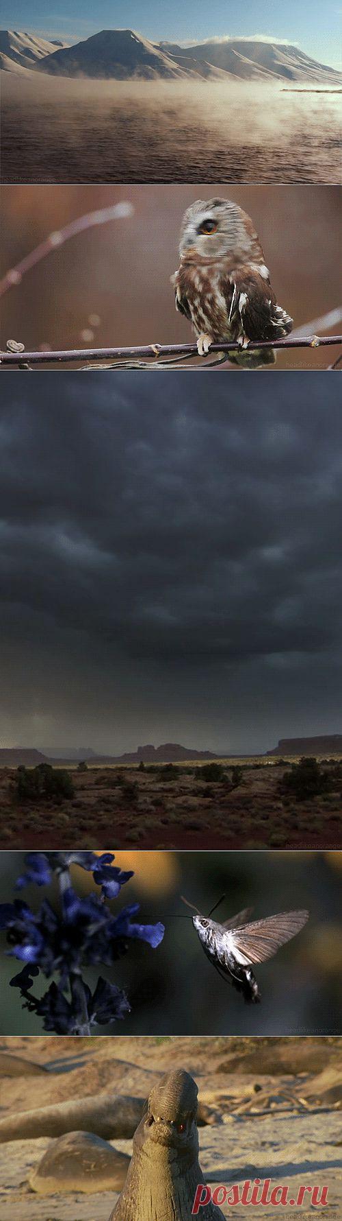 Живые фотографии.