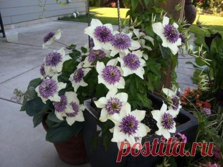 Клематис.
Клематисы из семейства лютиковых. В природных условиях насчитывается примерно 300 видов, встречающиеся на всех материках (кроме Антарктиды) - в степях, лесах, по берегам.
https://flo.discus-club.ru/klematis.html