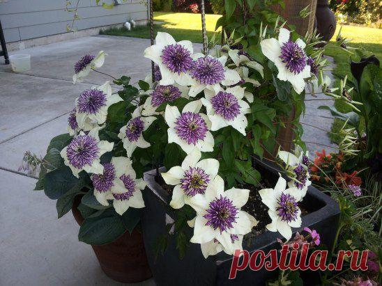 Клематис.
Клематисы из семейства лютиковых. В природных условиях насчитывается примерно 300 видов, встречающиеся на всех материках (кроме Антарктиды) - в степях, лесах, по берегам.
http://flo.discus-club.ru/klematis.html