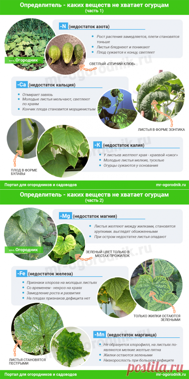 Чем подкормить огурцы в открытом грунте и теплицы - схемы