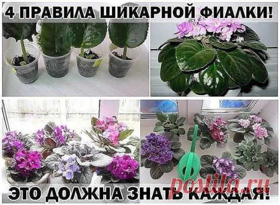 (55) Одноклассники