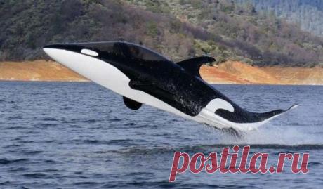 Подводная лодка &quot;Касатка&quot; стоимостью $100 000. Субмарина может ныря / Интересное в IT