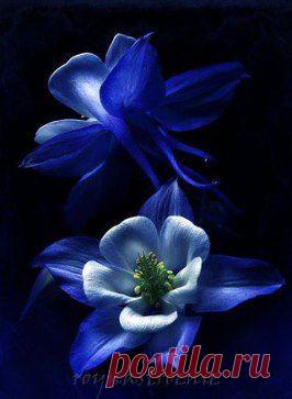 Уважай себя настолько, чтобы не отдавать всех сил души и сердца тому, кому они не нужны…
Шарлотта Бронте "Джейн Эйр"