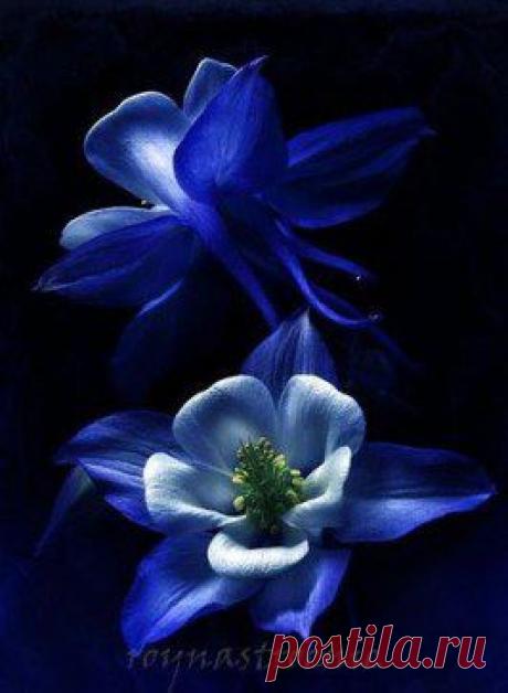 Уважай себя настолько, чтобы не отдавать всех сил души и сердца тому, кому они не нужны…
Шарлотта Бронте "Джейн Эйр"