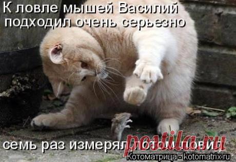 Лучшая котоматрица недели!)))