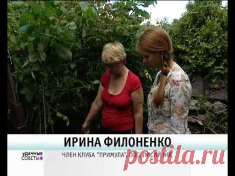 Обрезка малины на зиму - уДачные советы
