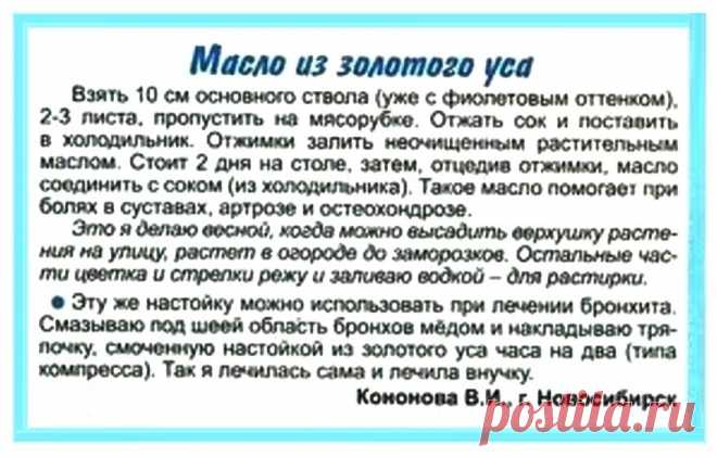 Масло золотого уса при болях в суставах