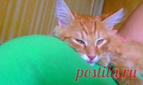 Котик