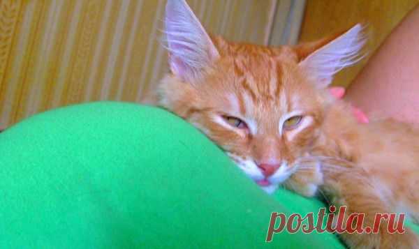 Котик