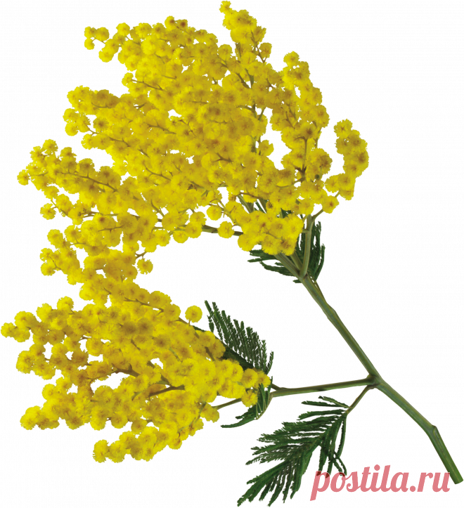 разные красивые детали на прозрачном фоне: 19 тыс изображений найдено в Яндекс.Картинках