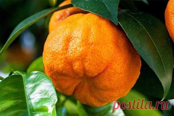 Горький апельсин: способствует ли он похудению?