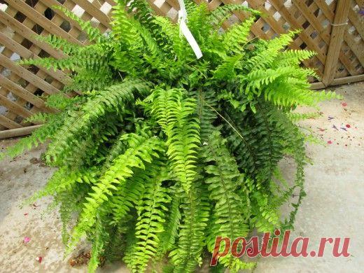 Шикарная зелень папоротника на подоконнике