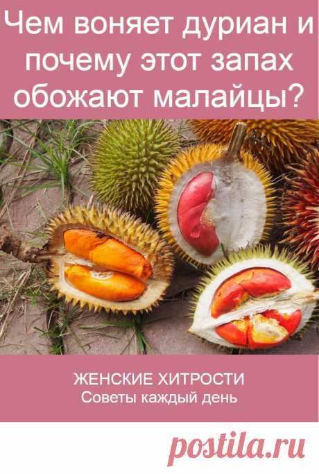 Чем воняет дуриан и почему этот запах обожают малайцы?