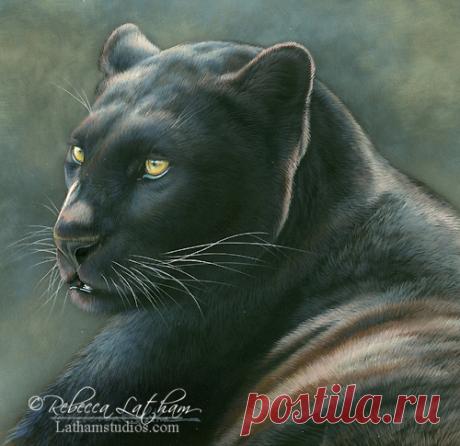 Загляните в студию — 15 января 2014 г. | Картины дикой природы и природы Ребекки Лэтэм