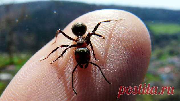 3 bezopasna načina da se rešite insekata u kući!