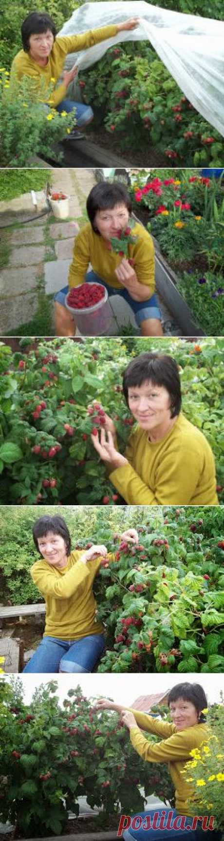 Высокий урожай малины. Инструкция начинающему садоводу