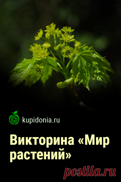 Викторина «Мир растений». Развлекательный тест онлайн о разных растениях. Пройдите тест на сайте и проверьте свои знания!
