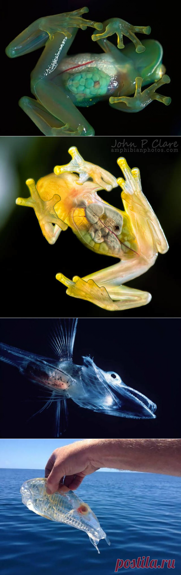 (99) Одноклассники