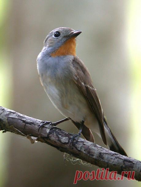 Зарянка, или малиновка: лесной огонёк, друг садовника | Кафедра зоологии | Яндекс Дзен