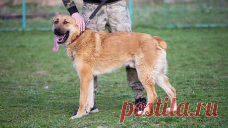 Благородный статный красавец пёс Трой в дар! Москва и МО – Собаки, Кошки, Коты, Щенки, Котята в ДОБРЫЕ РУКИ -- Бесплатно, пользователь Natalia Chiki | Группы Мой Мир