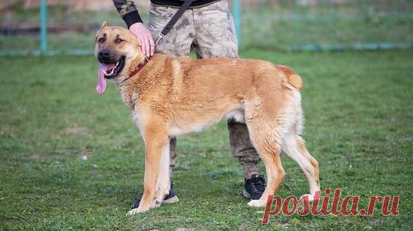 Благородный статный красавец пёс Трой в дар! Москва и МО – Собаки, Кошки, Коты, Щенки, Котята в ДОБРЫЕ РУКИ -- Бесплатно, пользователь Natalia Chiki | Группы Мой Мир