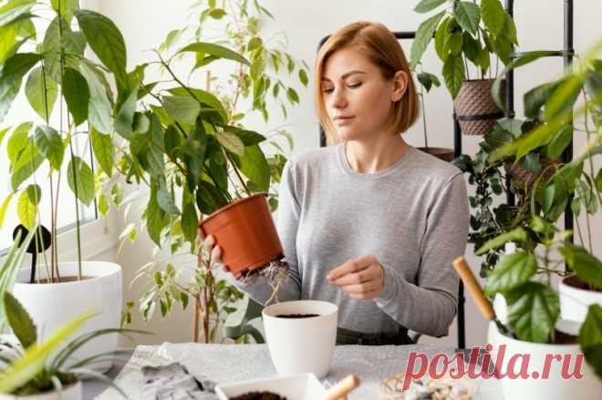Половина чайной ложки в горшок: с такой подкормкой фикус вырастет сразу на 70% - Stavropol.Media Фикус — это не только прекрасное декоративное растение, но и зеленый помощник для вашего дома. Его скромные требования к уходу и способность очищать воздух от вредных веществ делают его популярным среди многих поклонников комнатных растений. В данной статье мы рассмотрим не только основные правила ухода за фикусом, но и эффективные способы его подкормки.