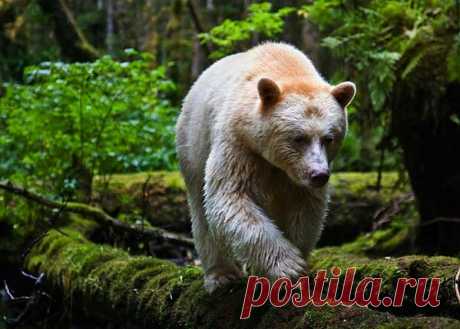 Канадский медведь-призрак любит лес и лососей (ФОТО+ВИДЕО) - Интересные факты. Интересные новости.