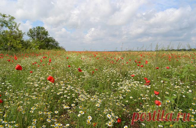 4657509_large.jpg (1024×671)