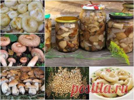 Универсальный маринад для большинства грибов — Бабушкины секреты