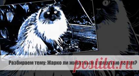 Разбираем тему: Жарко ли животным с шерстью летом?