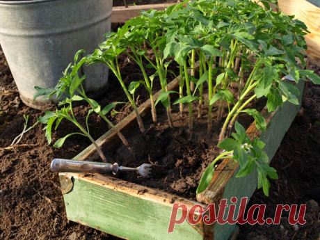 Йод для томатов: дешево и сердито!