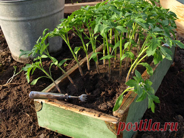 Йод для томатов: дешево и сердито!