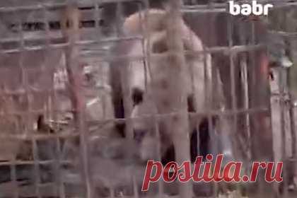 Брошенной в российском зоопарке медведице Маше нашли новый дом