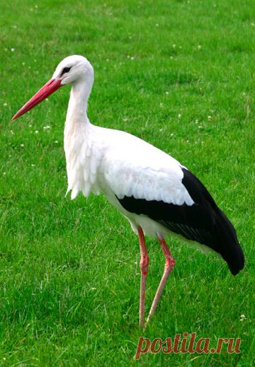 Аист белый (Ciconiidae)