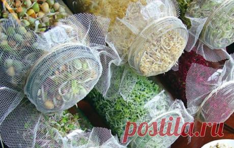 Ростки семян являются невероятно богатыми питательными веществами 


Невероятно полезный продукт!







 


Питательные ростки могут быть наиболее эффективным и дешевым вариантом для снабжения вашего организма питательными веществами, необходимыми для укрепления ва…