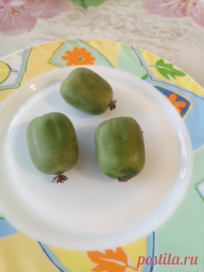 Актинидия крупноплодная (Actinidia)