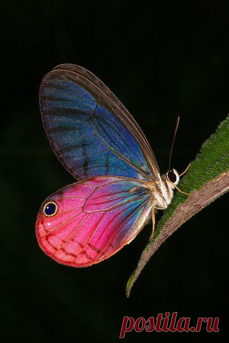 Cithaerias Aurorina or Pink Glasswing butterfly inhabits Northern Amazonia: Columbia, Equador, Bolivia.